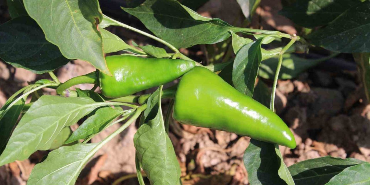 Urfa isotuna rakip çıktı: Aslanlar biberi