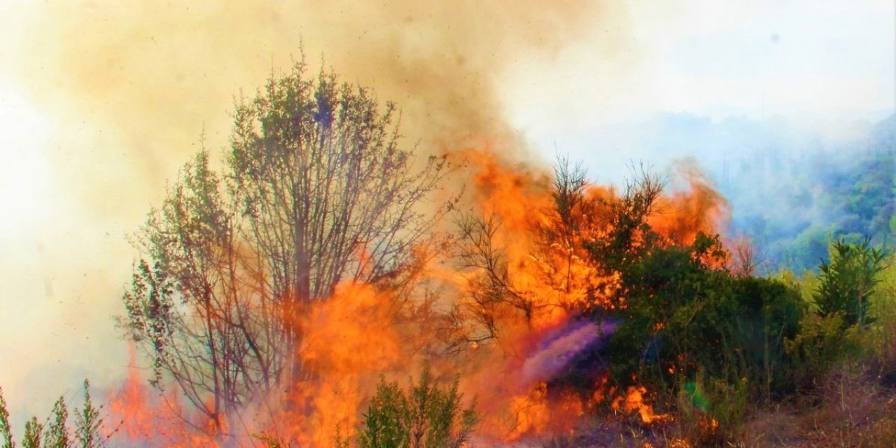 Aydın’da orman yangınlarına dikkat çektiler