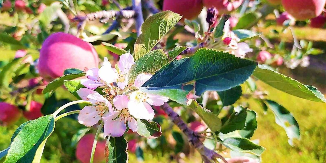 Kendi sektöründe fark oluşturan değer: Elma