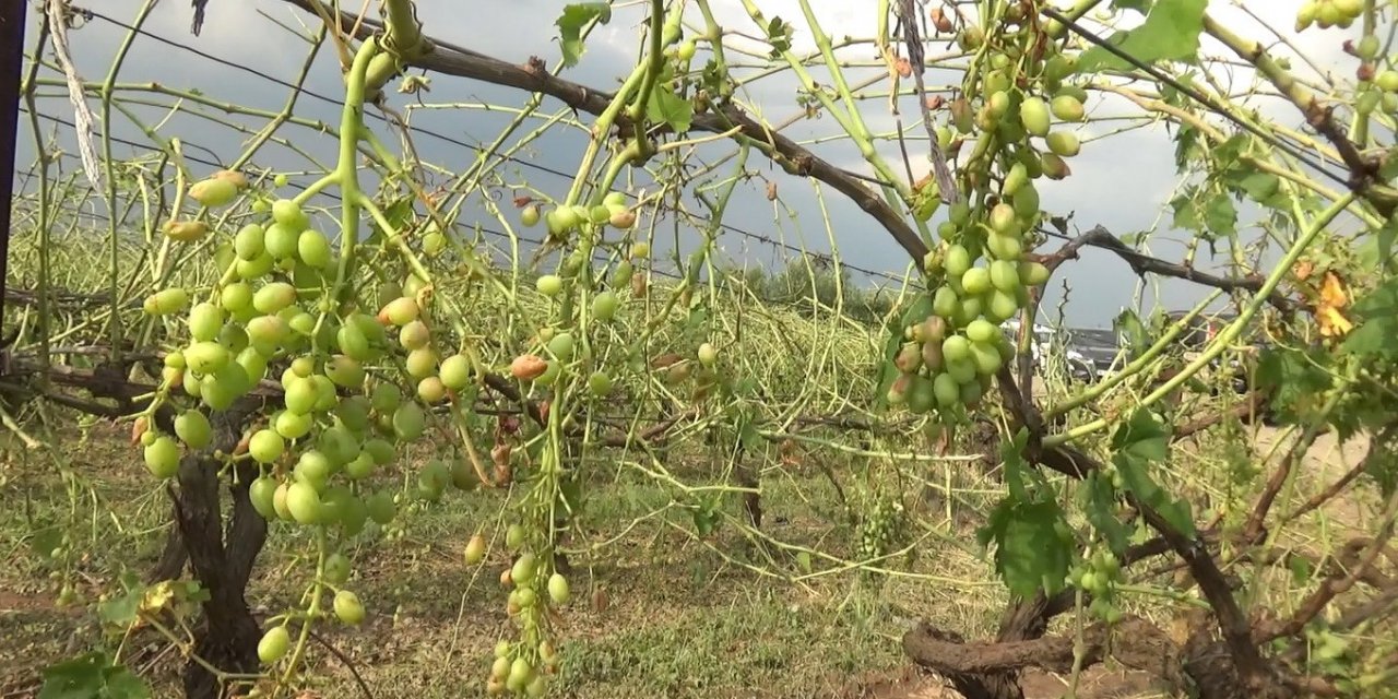 Manisa’yı dolu vurdu, tarım arazileri zarar gördü