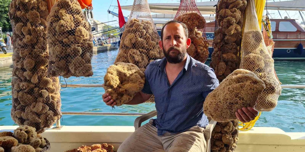 Dünya pazarına kilosu 70 ile 120 euro arasında satılıyor