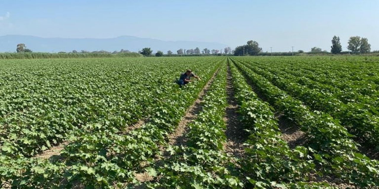 Didim’deki pamuk tarlalarında çizgili yaprak kurdu görüldü