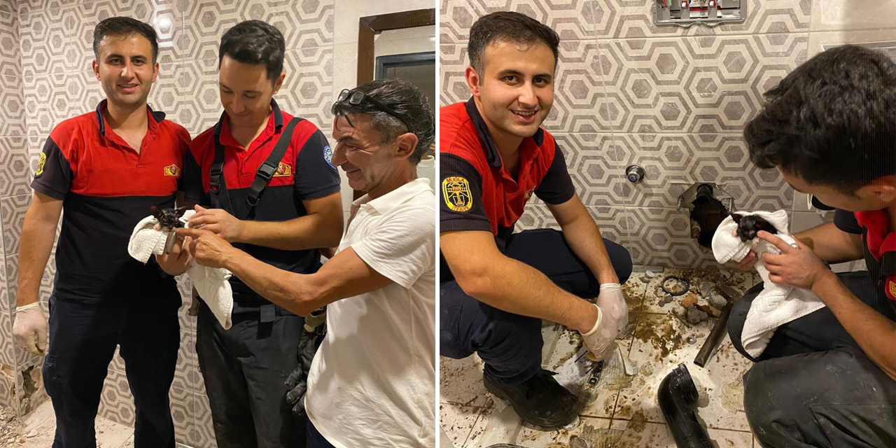 Kediyi görüntüleme cihazıyla tespit ettiler