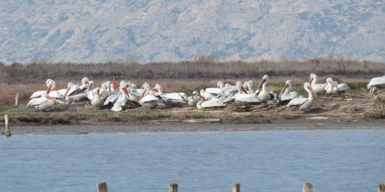 Ahşap üreme platformlarıyla Karina Dalyanı’nda yeni bir rekor