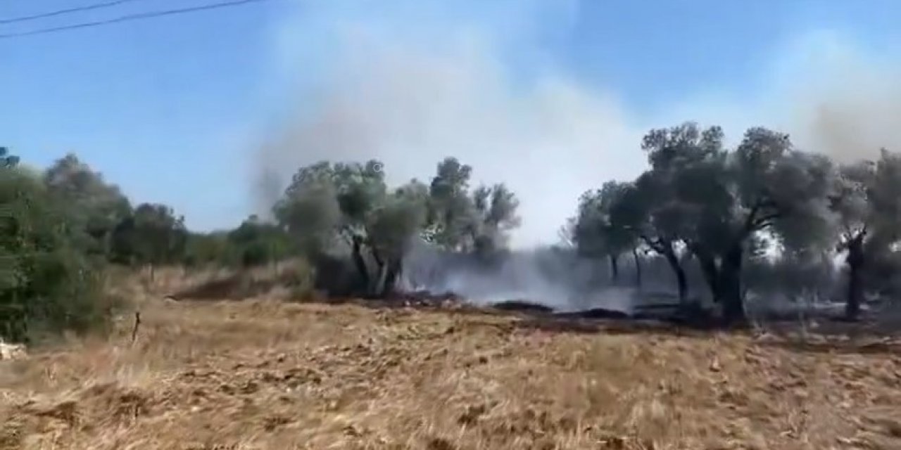Didim’de korkutan zeytinlik yangını