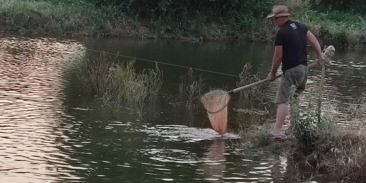 Tarlada 100 bin aynalı sazan üretimine başladı