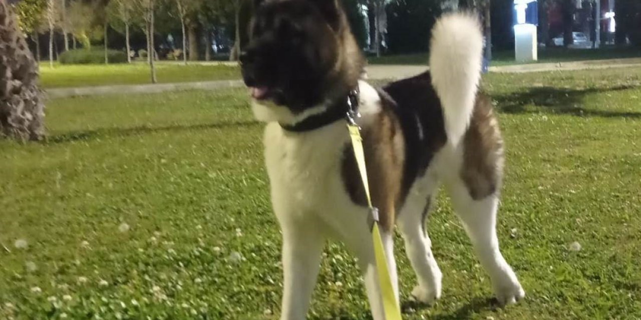 İzmir’de vahşet: Köpeği tekmeleyerek öldürdü