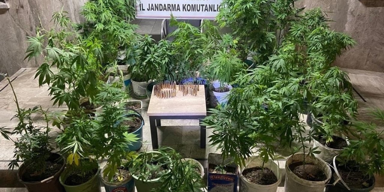 Manisa’da 148 kök kenevir ele geçirildi