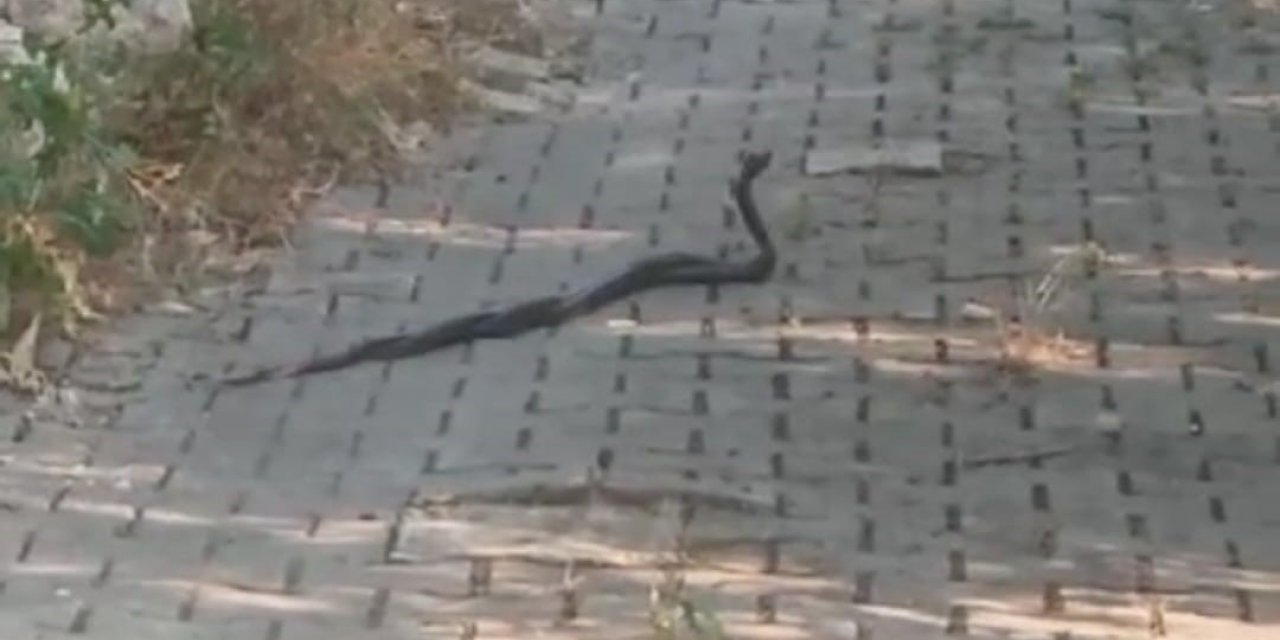 Muğla’da yılanların ’çiftleşme dansı’ vatandaş kamerasına yansıdı