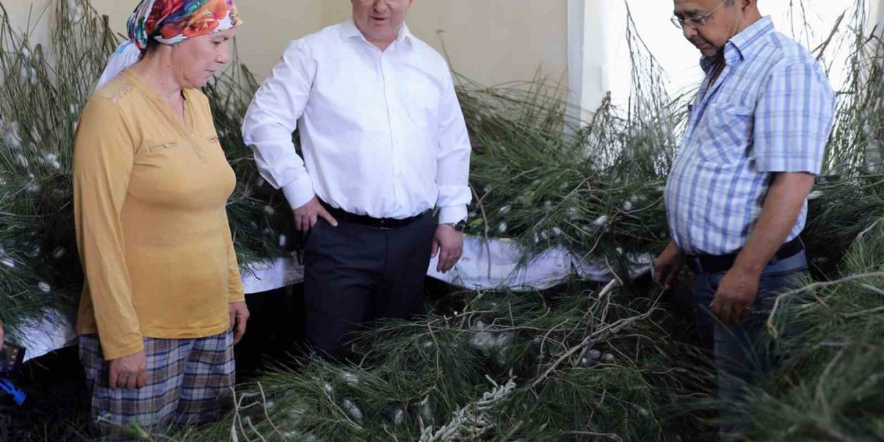 İpekböcekçiliği, kadın üreticilerin ellerinde yeniden canlandı