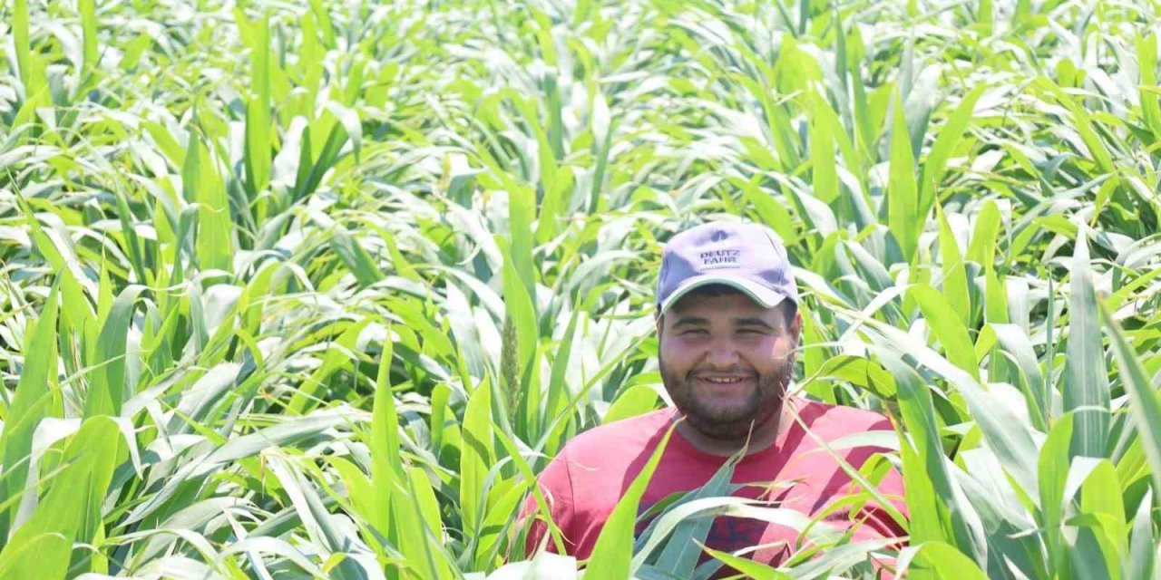 Manisa’da mısırın alternatifi şeker sorgumunun üretimi artıyor