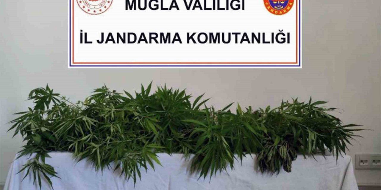 Muğla’nın 5 ilçesinde uyuşturucu operasyonu