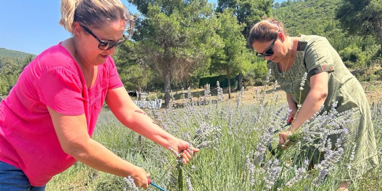 Bodrum’da lavanta hasadı başladı
