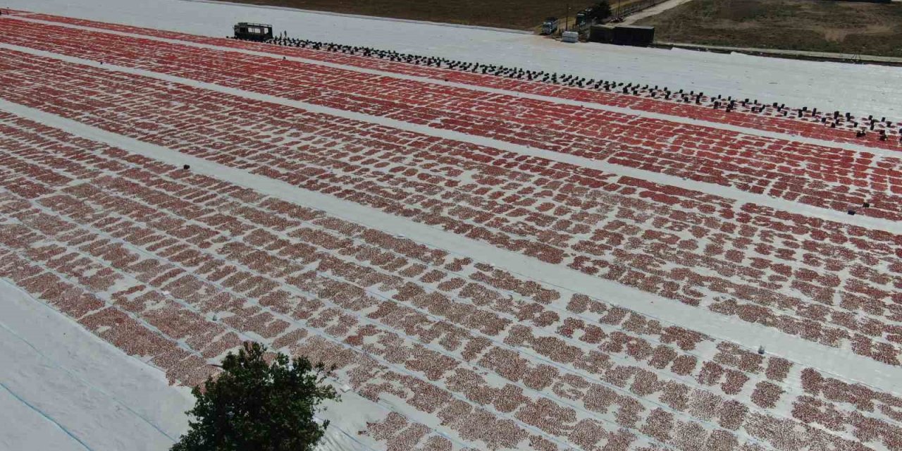 Torbalı Ovası gelincik tarlasına döndü