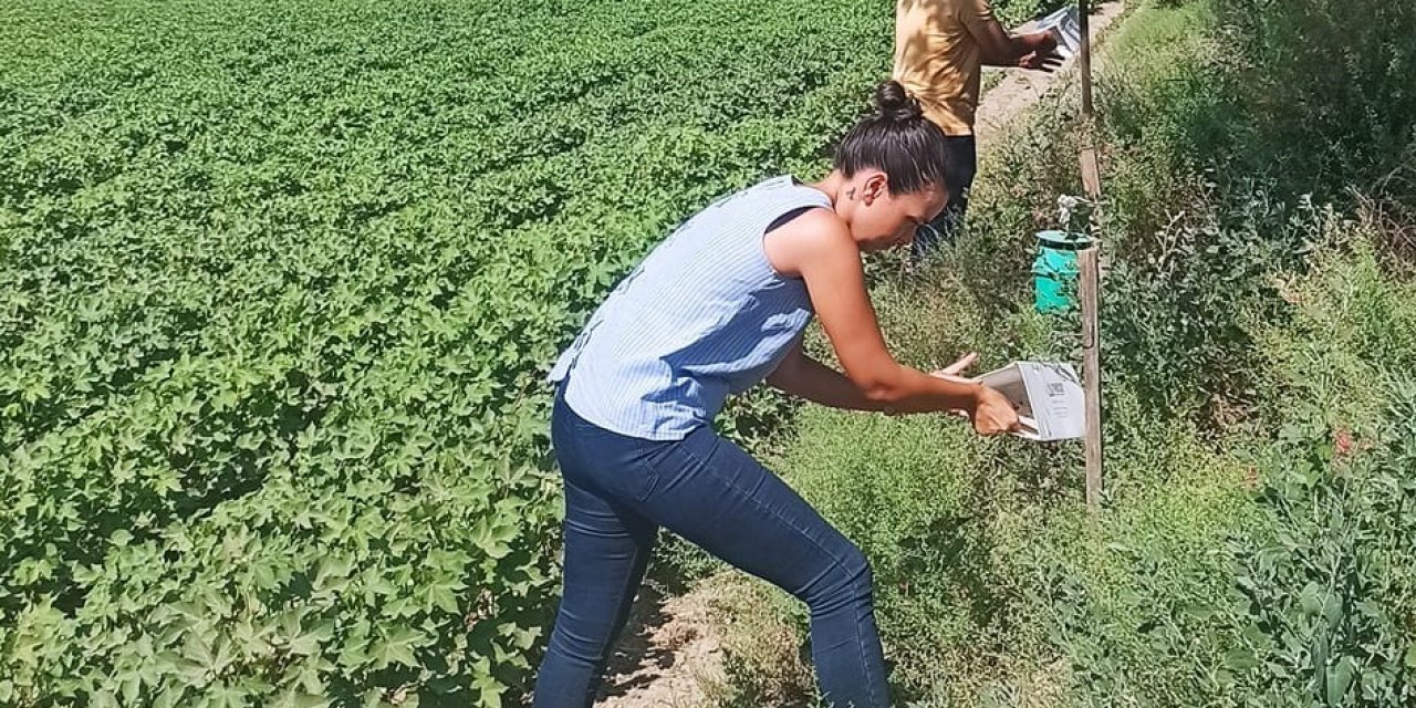 Pamuk üreticilerine “arazi taraması” çağrısı