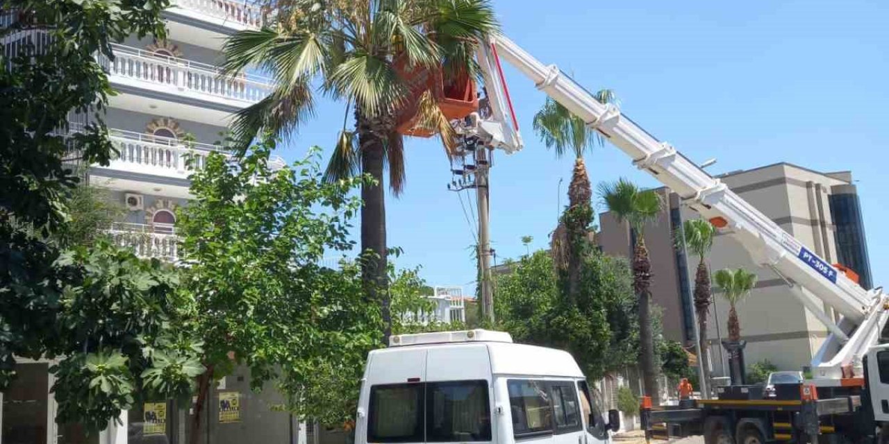 Marmaris’te palmiyeler bakıma alındı