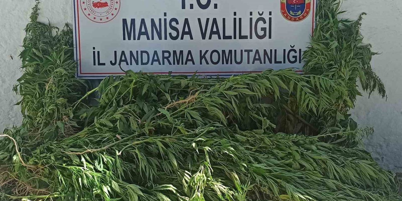 Jandarmadan yasadışı kenevir ekimine operasyon