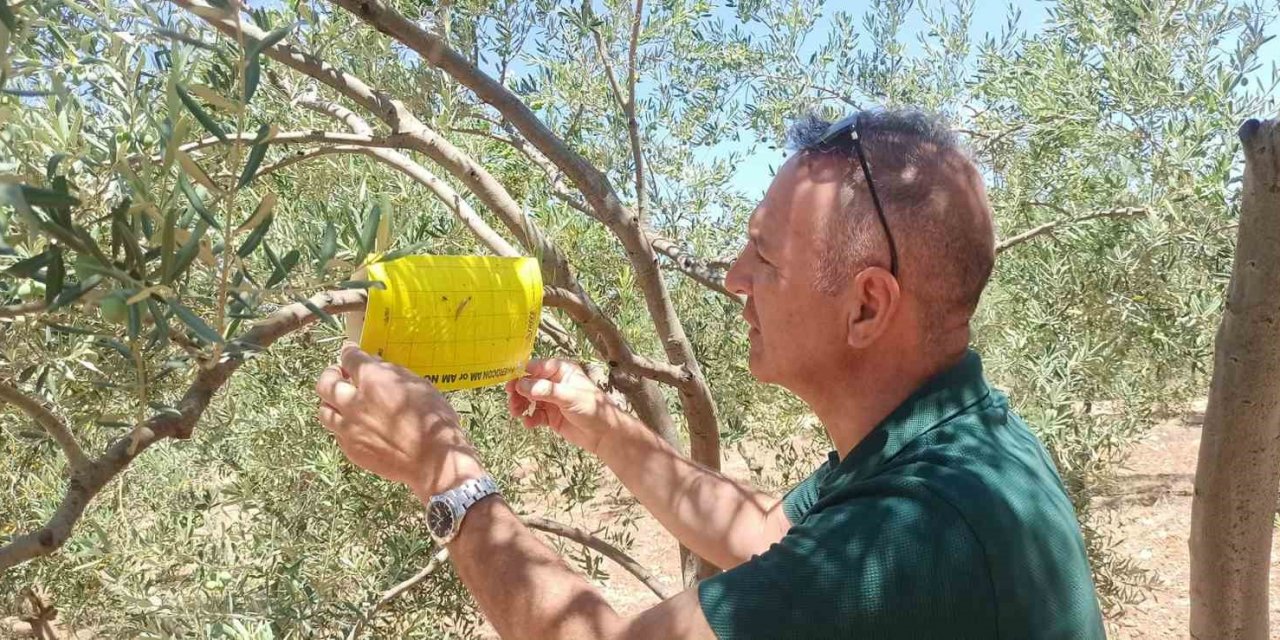 Didim’in zeytinleri temiz çıktı