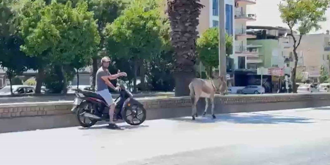 Sahipsiz eşek araç sürücülerine zor anlar yaşattı