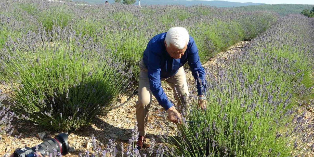 Muğla Büyükşehir Belediyesinden Lavanta hasat şenliği