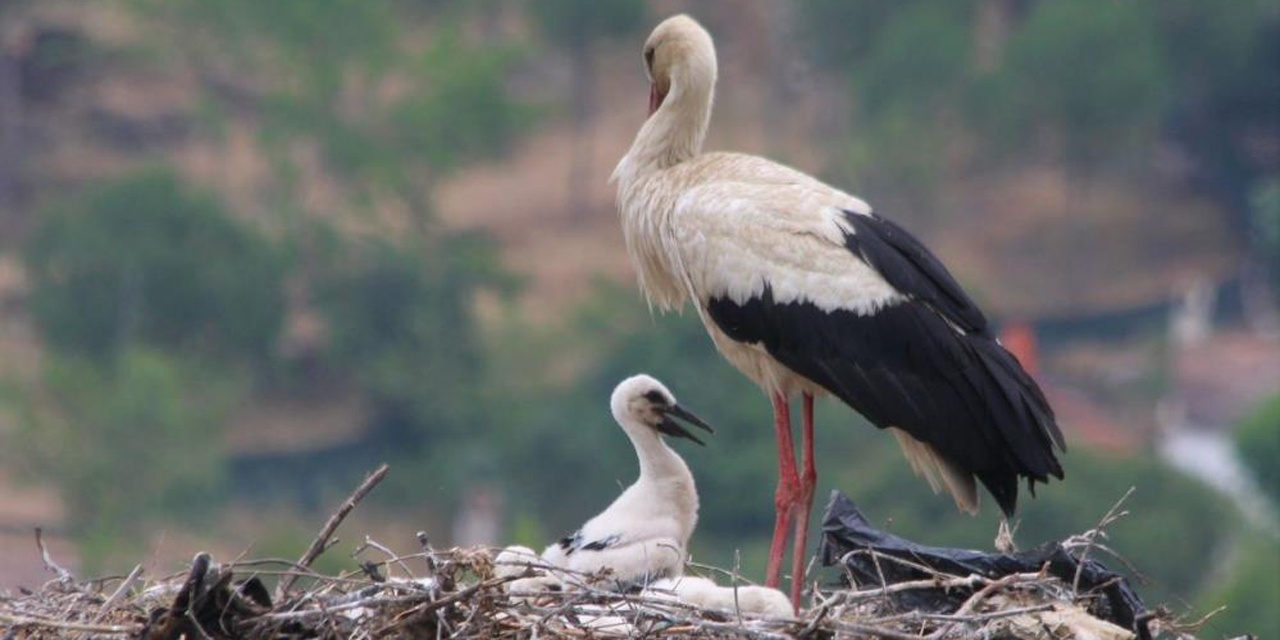 Elektrik telinden taşınan leylek yuvasındaki yavrular yumurtalardan çıktı