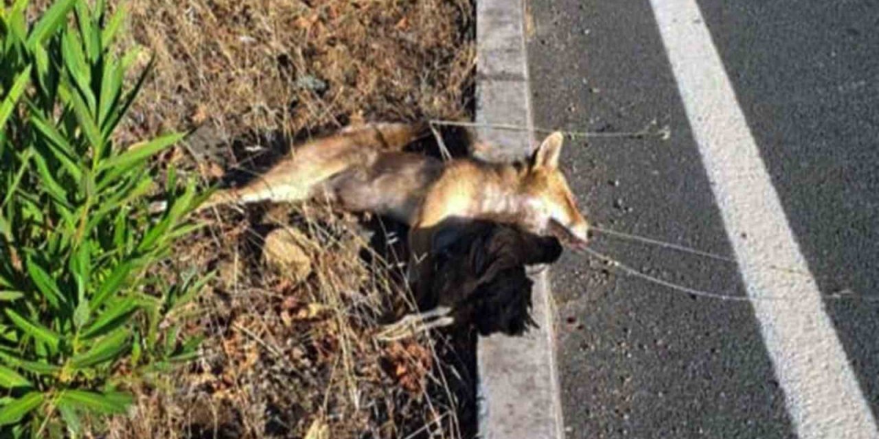 Çaldığı tavuğu yiyemeden araba çarptı