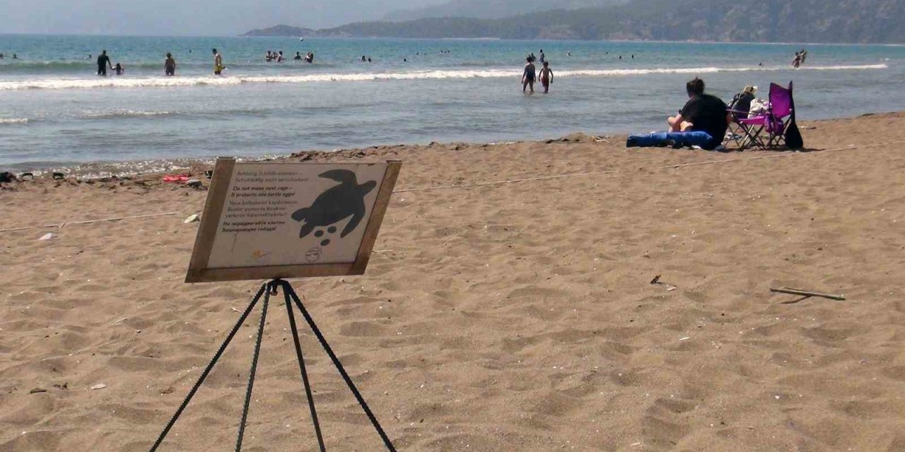 Caretta yuva sayısı 600’e ulaştı