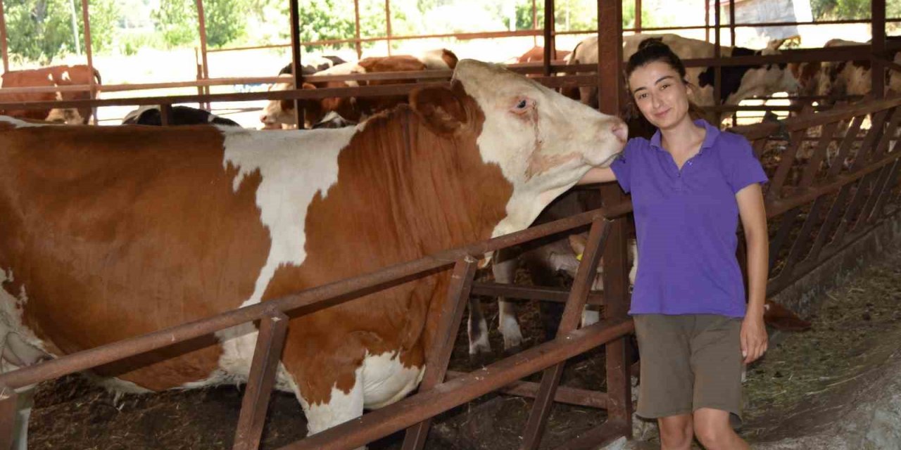 İneğin selfie merakı sosyal medyada viral oldu