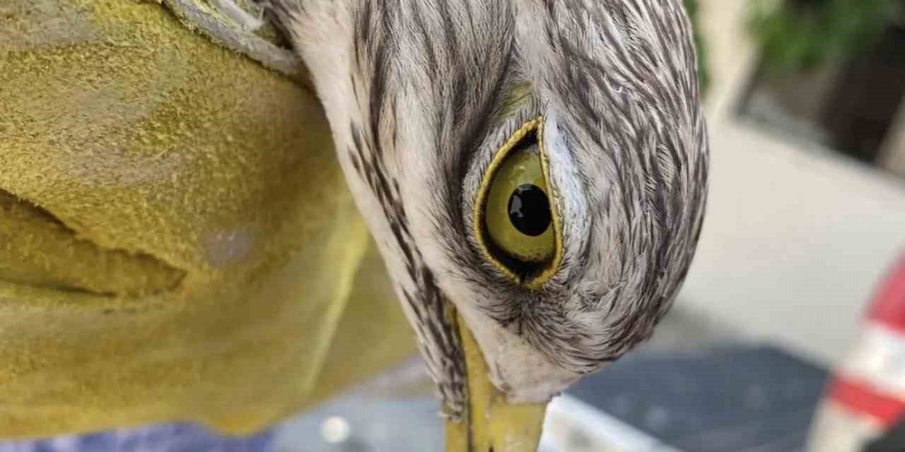 Manisa’da yaralı bayağı kocagöz kuşu tedavi altına alındı