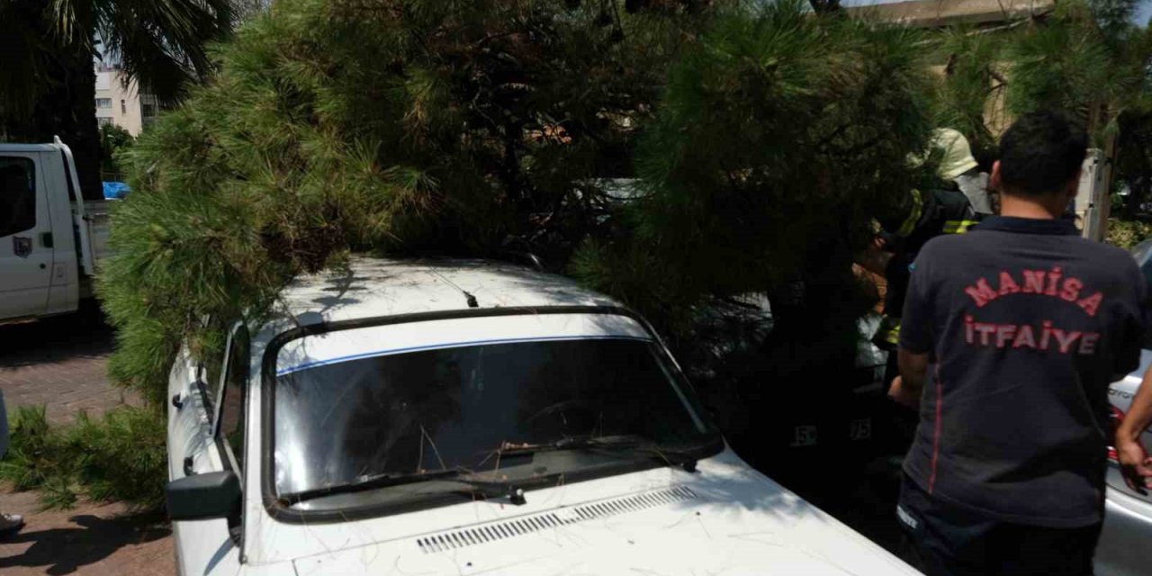 Devrilen ağaç 2 araca hasar verdi