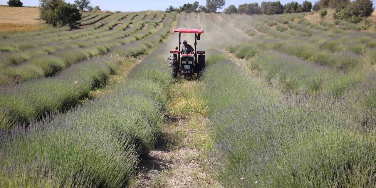 Aşırı yağışlar lavanta üretimini olumsuz etkiledi