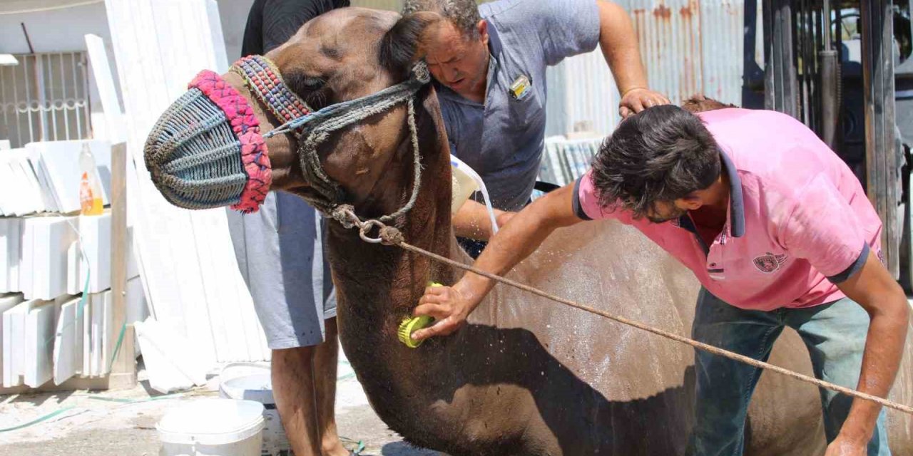 Aydın’da develer hem sağlık hem serinlemek için yıkanmaya başladı