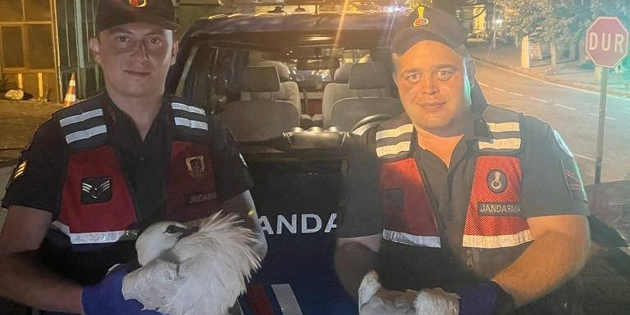 Yaralı yavru leyleklere jandarma şefkati