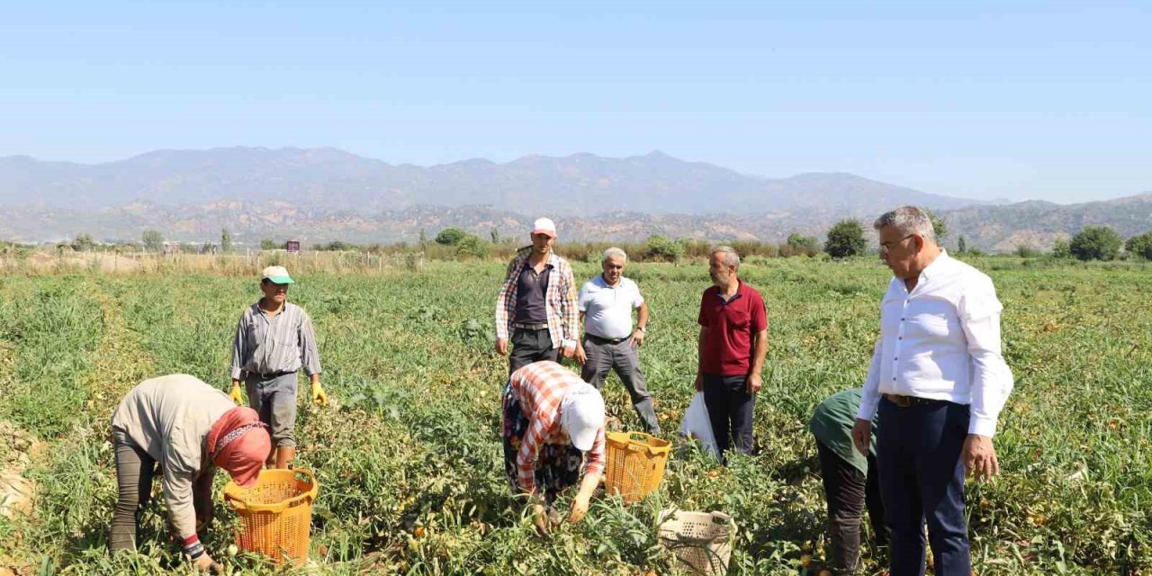 Aydın’da domates hasadı başladı