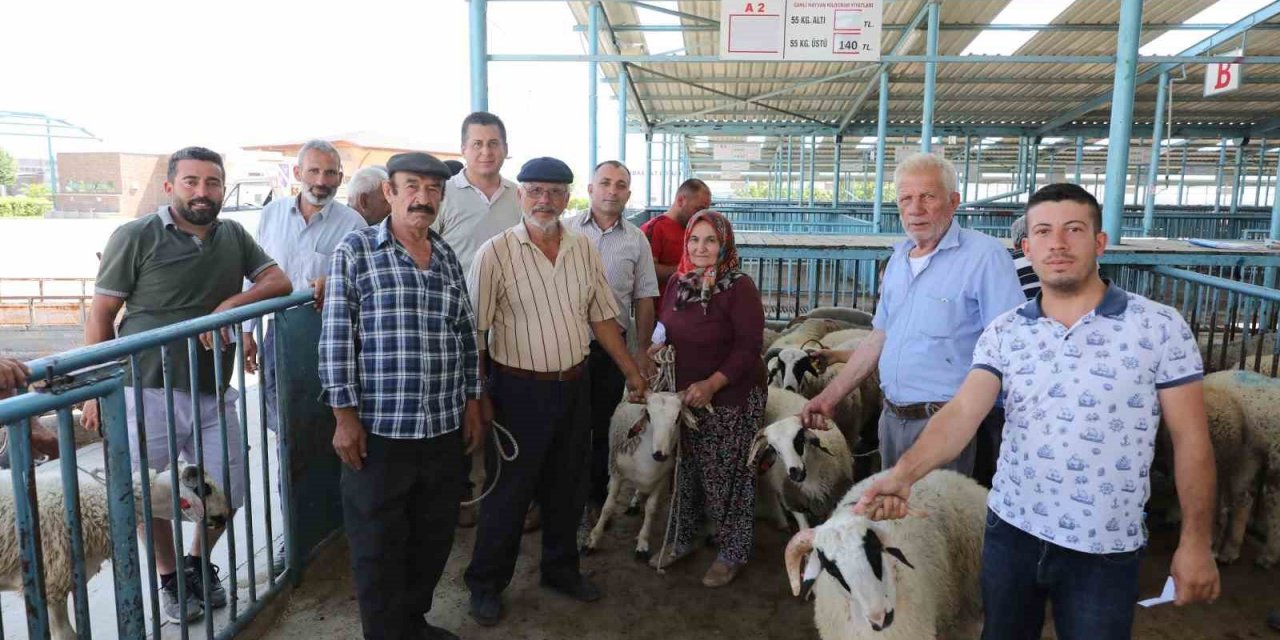 Denizli’de damızlık koç ve teke dağıtımı sürüyor