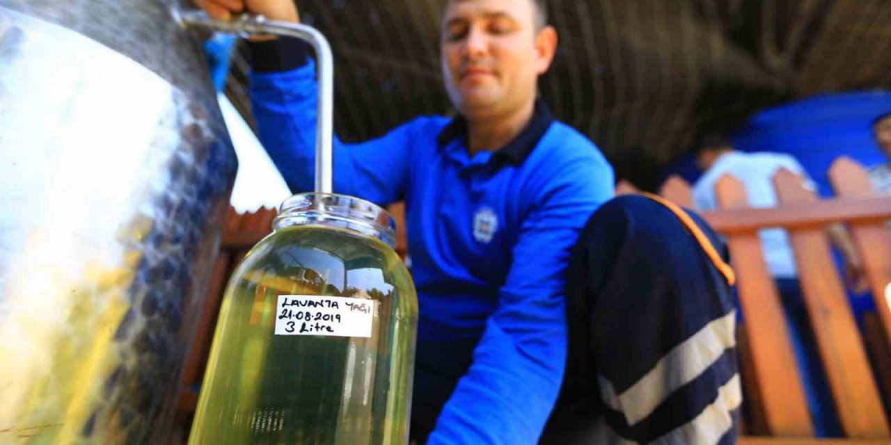 32 tür tıbbi-aromatik bitkinin distilasyonu yapıldı