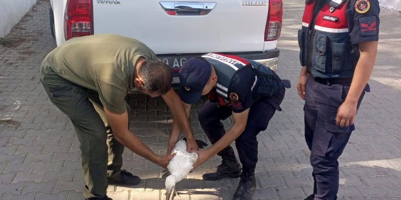 Yaralı leyleğe jandarma şefkati