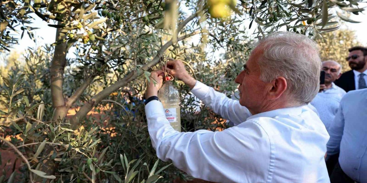 Denizli’de zeytin sineğiyle mücadele başlatıldı