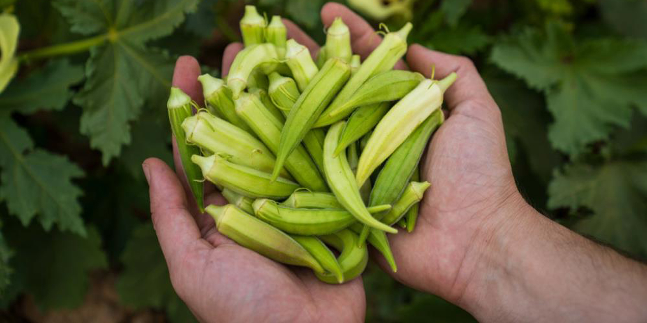 Susuz bamya yayılıyor