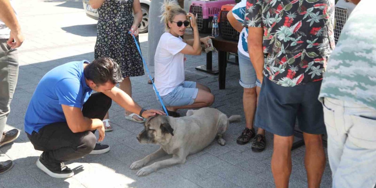 Çipleme, aşılama, genel sağlık kontrolü yapıyorlar