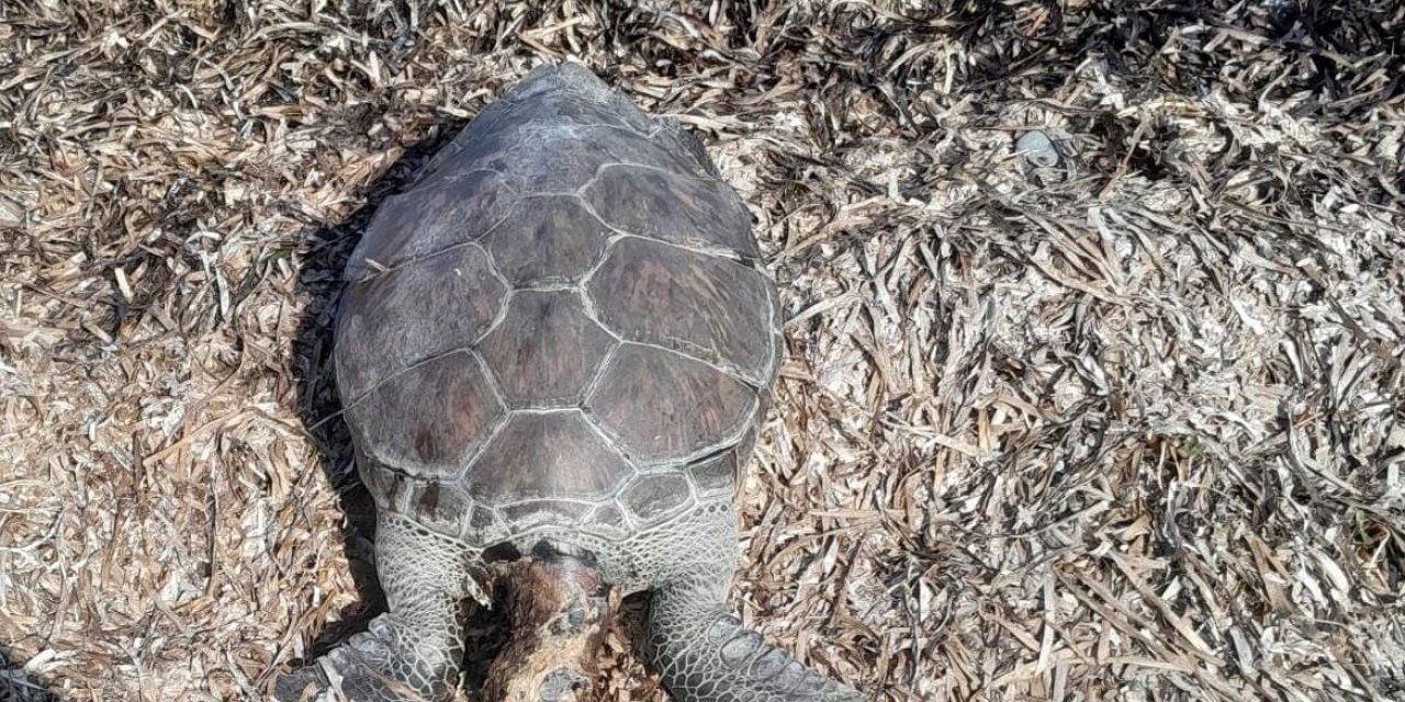 Datça’da deniz kaplumbağası sahile vurdu