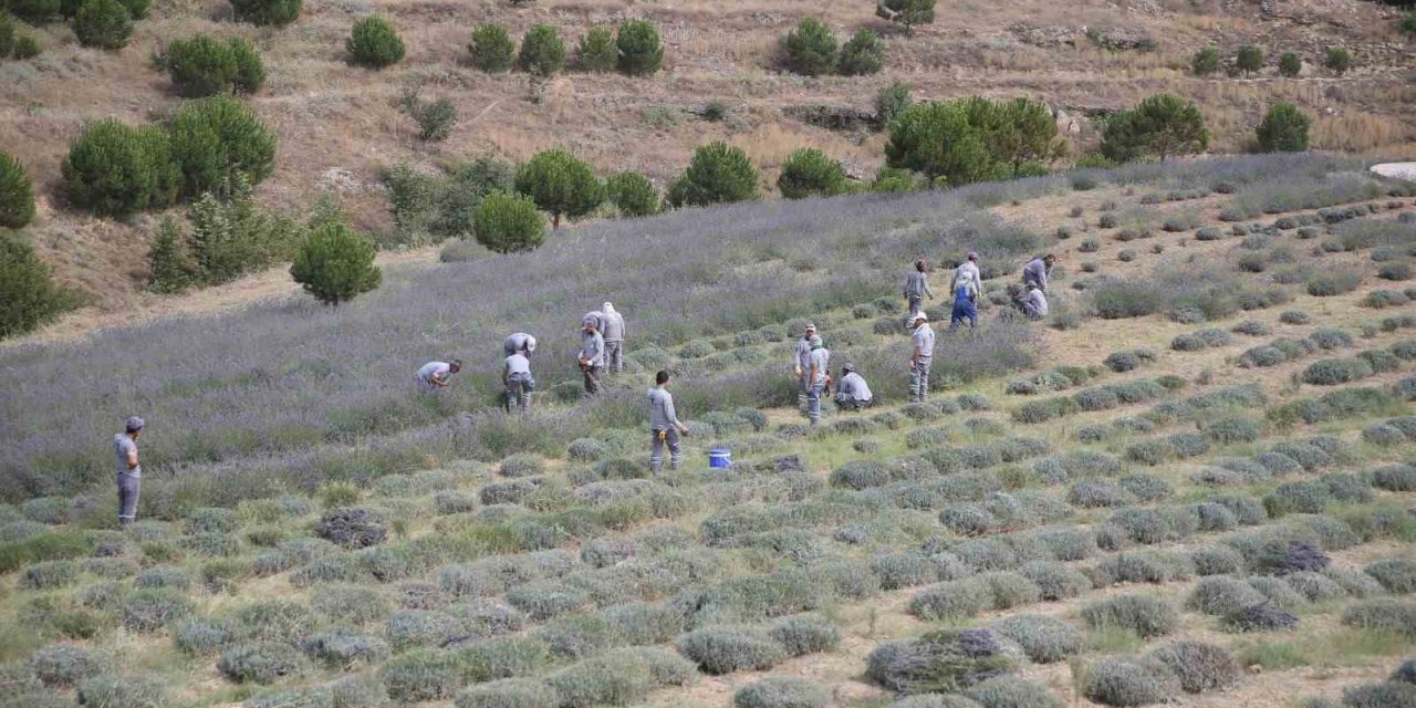 Merkezefendi’de lavanta hasadı başladı