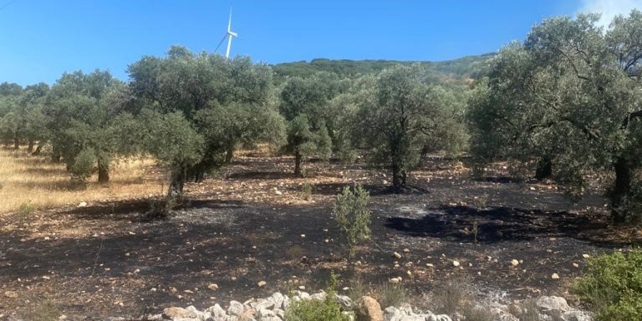 Didim’de makilik ve zeytinlik yangını korkuttu