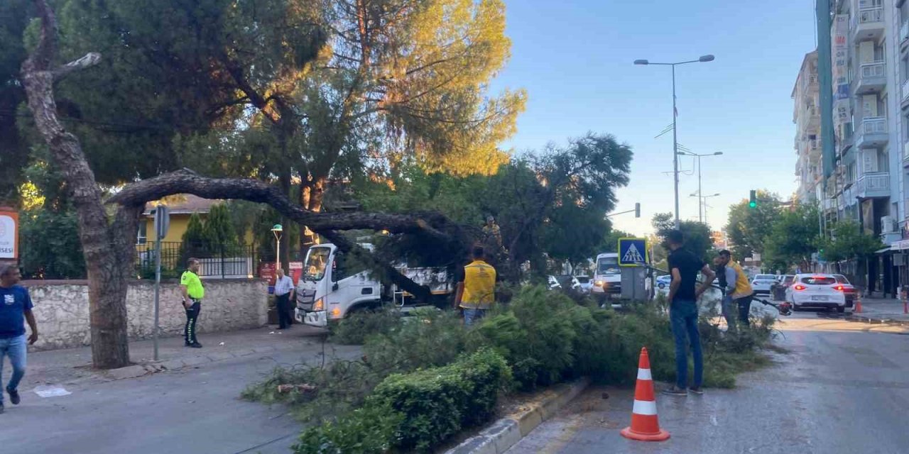 Kuruyan çam ağacı ağırlığa dayanamayarak yola devrildi