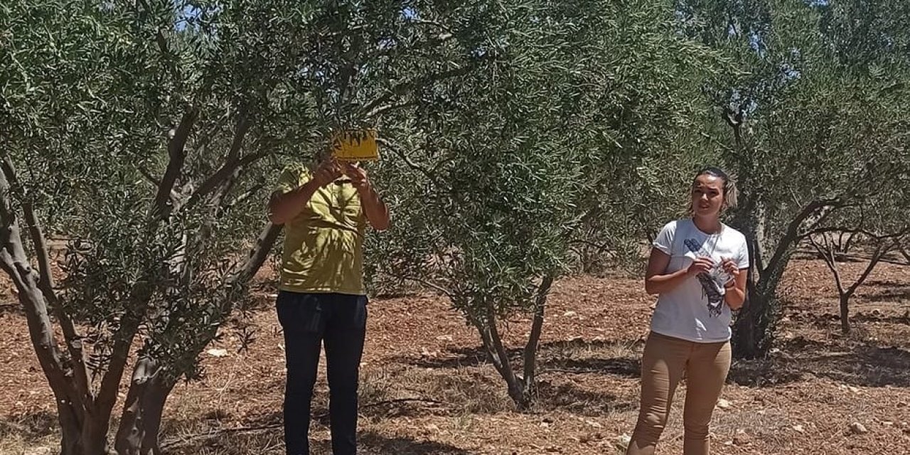 Zeytincilere “ilaçlama” çağrısı