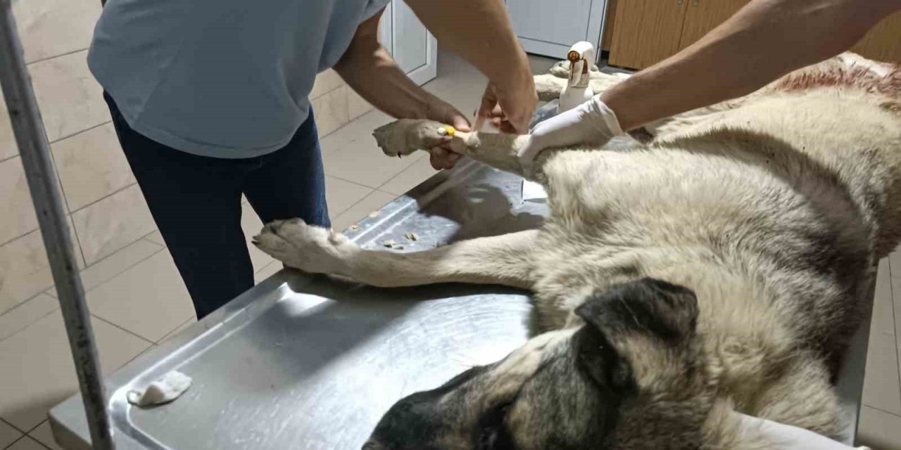Sokak köpeği av tüfeği ile vuruldu