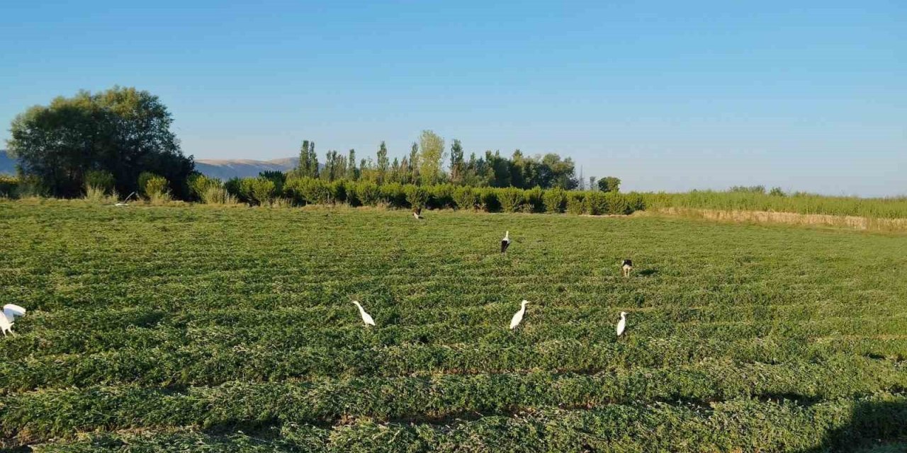 Yonca hasadına eşlik eten tilki ve leylekler nasiplerini topladı