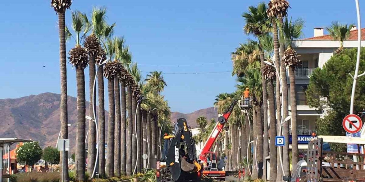 Marmaris’in sembolü palmiyelerin bakımı yapılıyor
