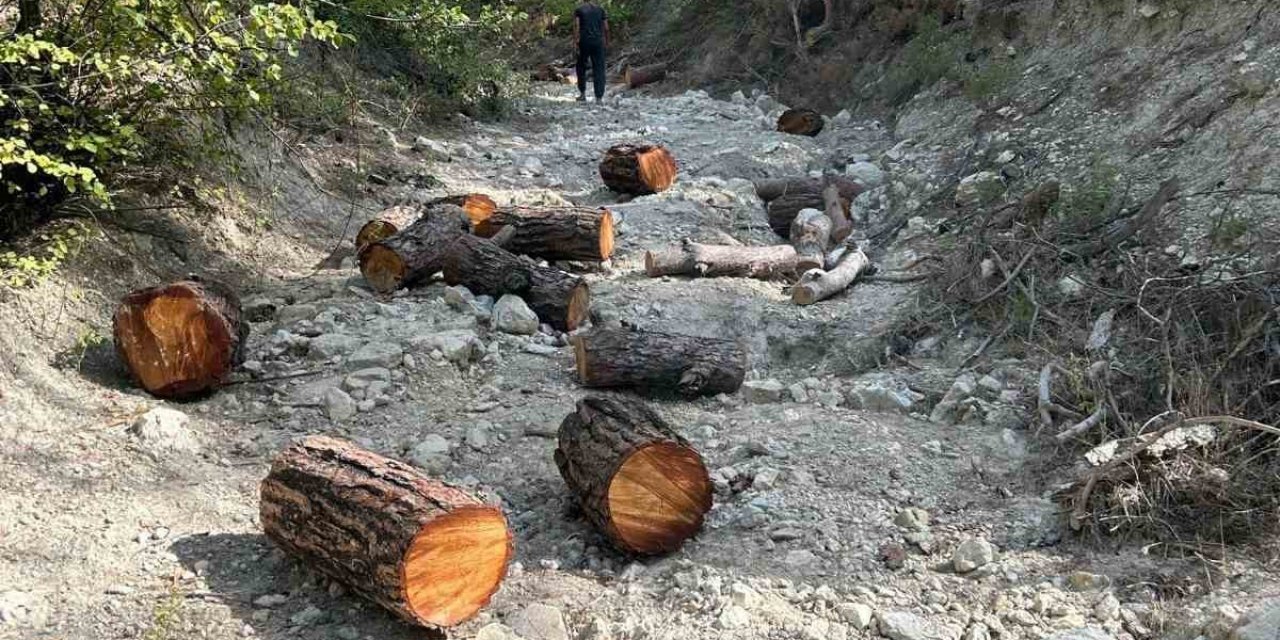 Ormandan izinsiz 11 adet ağaç kesen şahıs yakalandı