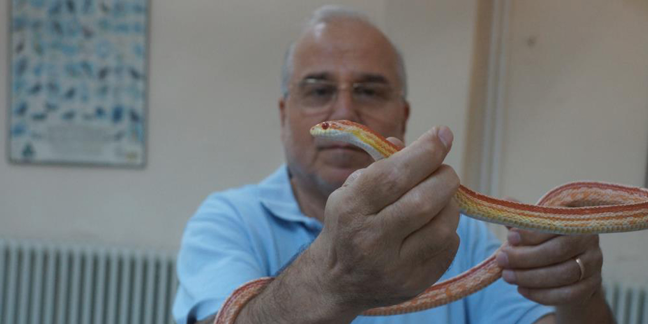 Prof. Dr. Olgun: "Pandemi yılanların sayısını artırdı"